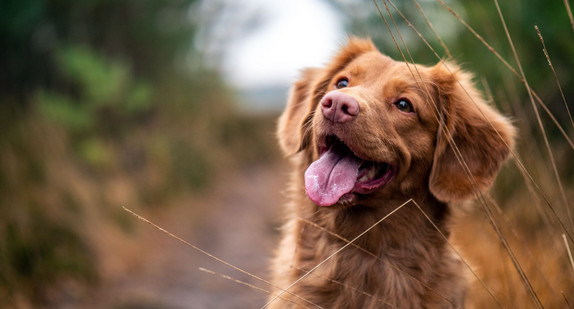 Hund