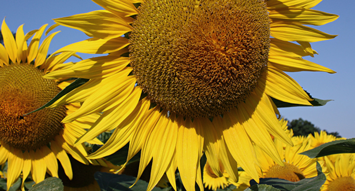 Sonnenblumen – © LTZ Jenrich