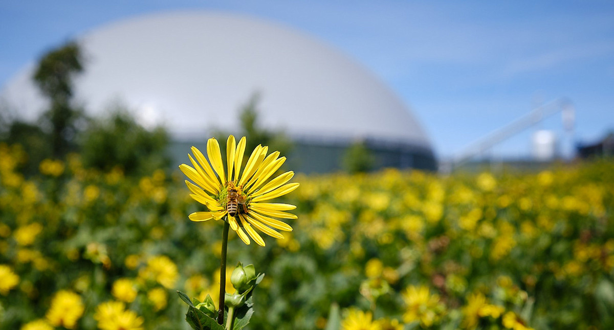 Eine Silphienblüte mit einer Biene vor einem Silphienfeld. Im Hintergrund sieht man einen Biogasfermenter.