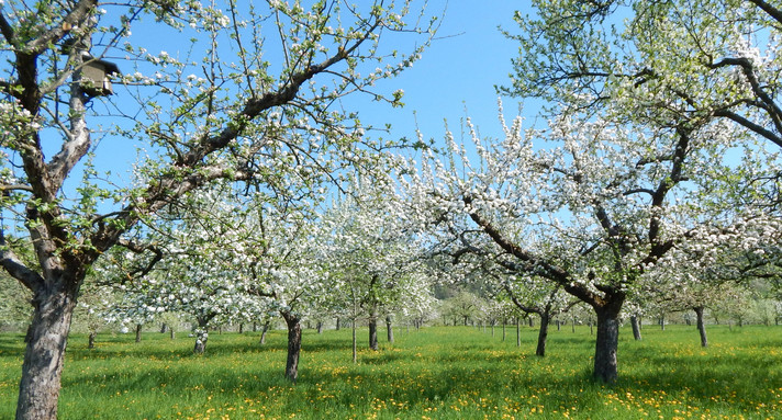 Streuobstwiese