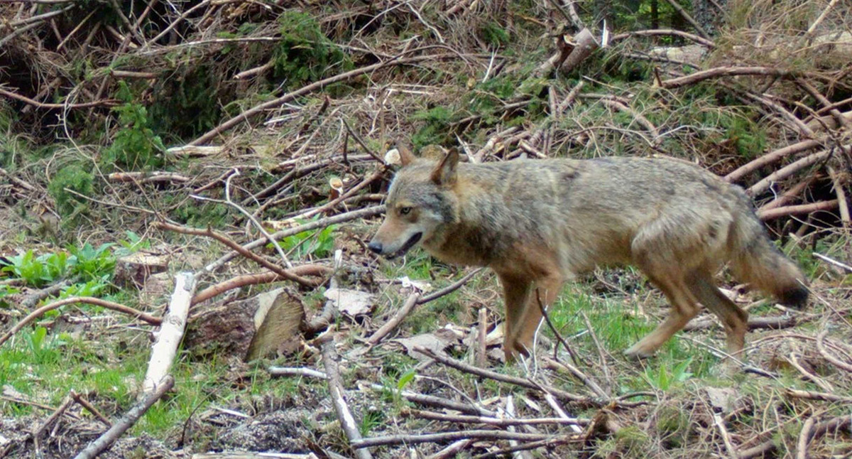 Wolf in Baden-Württemberg - Aufnahme mit Wildkamera