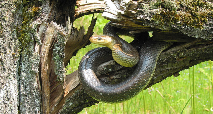 Äskulapnatter im Naturpark Neckartal-Odenwald