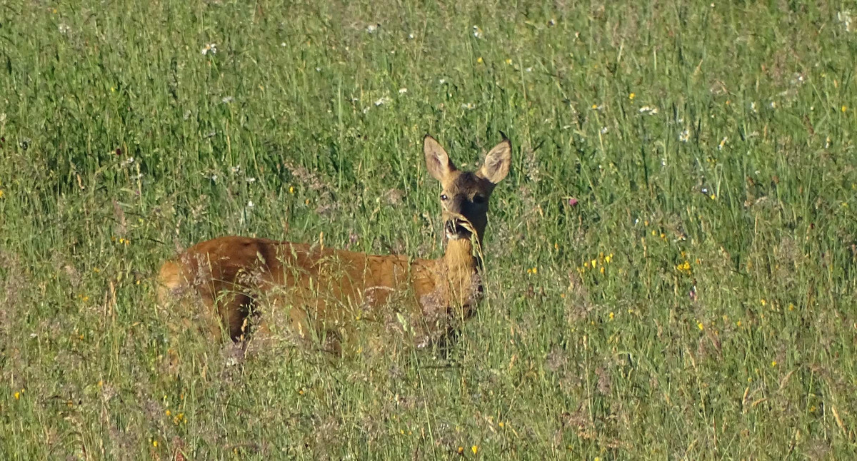 Reh in der Wiese