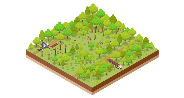 LULUCF Waldverjüngung