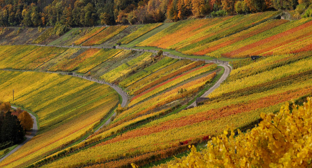 Weinbau Landesweinprämierung - Erzeuger von Württemberger Spitzenweinen ausgezeichnet Weinberge in Württemberg