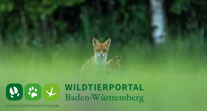 Wildtierportal