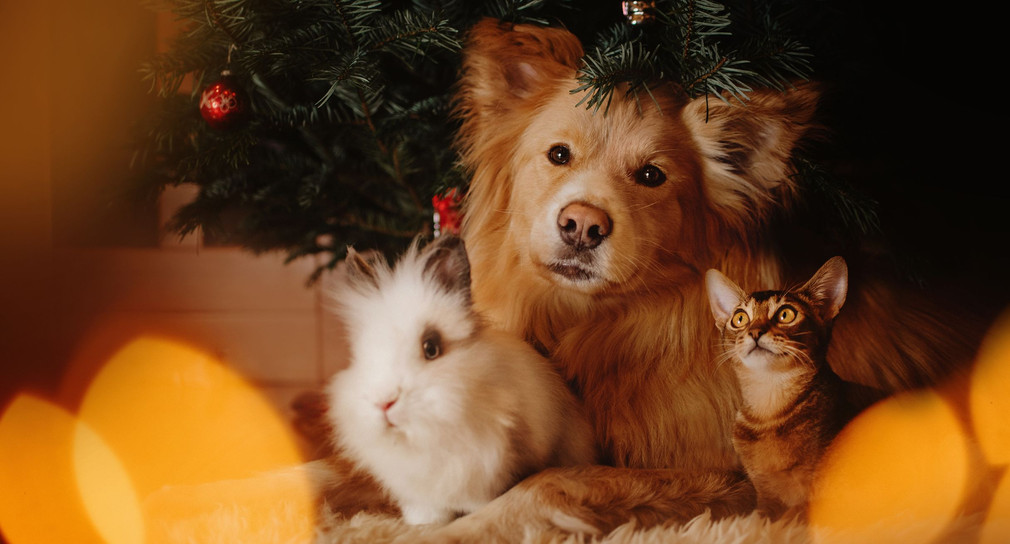 Haustiere unter dem Weihnachtsbaum