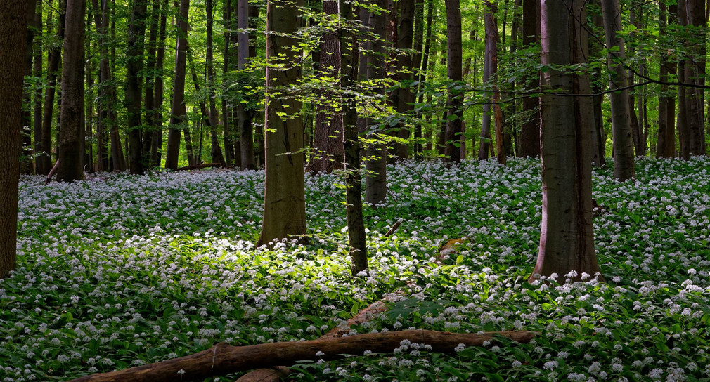 Bärlauch blüht im Wald