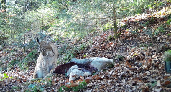 Luchs Verena