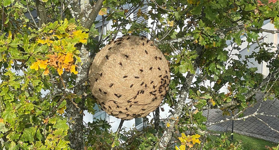 Nest der Asiatischen Hornisse. Foto: Harald Wiedemann