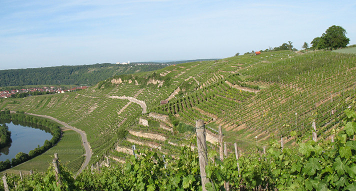 Steillagenweinbau