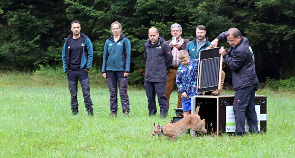Luchskuder Martin ausgewildert