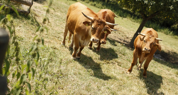Kühe auf der Weide ©TMBW