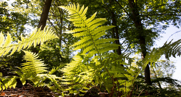 Farn im Wald