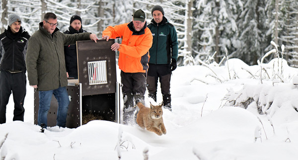Die Auswilderung von Luchskatze Finja.