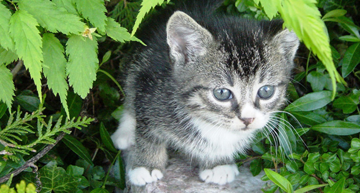 Katze im Gebüsch