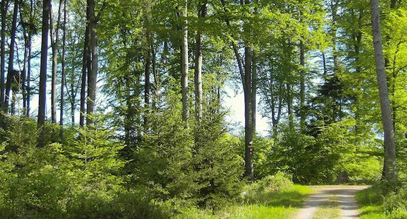 Biodiversität in der Forstwirtschaft