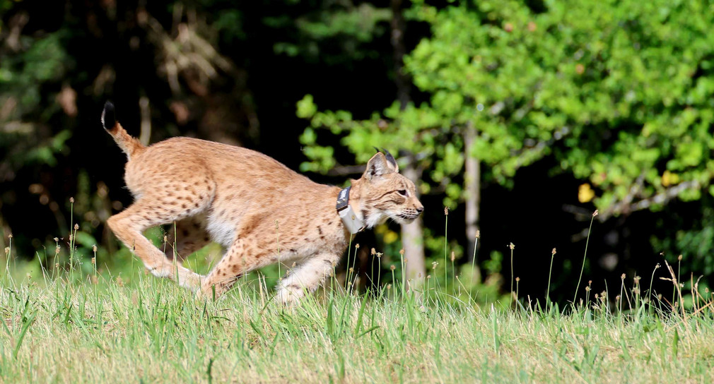 Zwei weitere Luchse im Schwarzwald ausgewildert