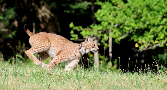 Zwei weitere Luchse im Schwarzwald ausgewildert