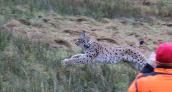 Luchs Reinhold