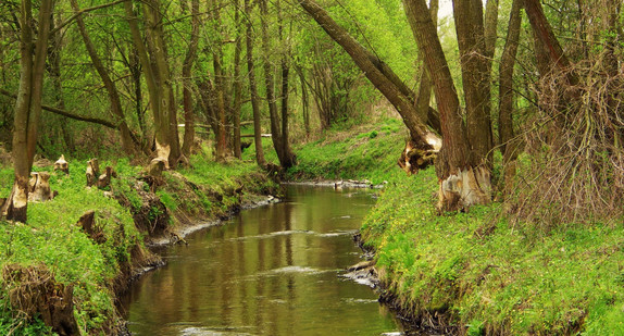 Biberfraß an einem Bach
