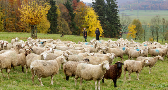 Schafherde