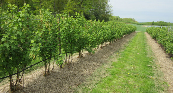 Bodenabdeckung Rote Johannisbeeren