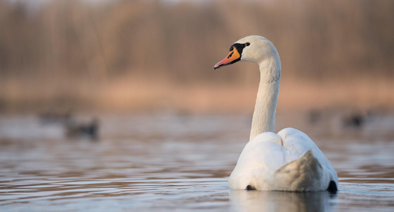 Ein Schwan auf dem See