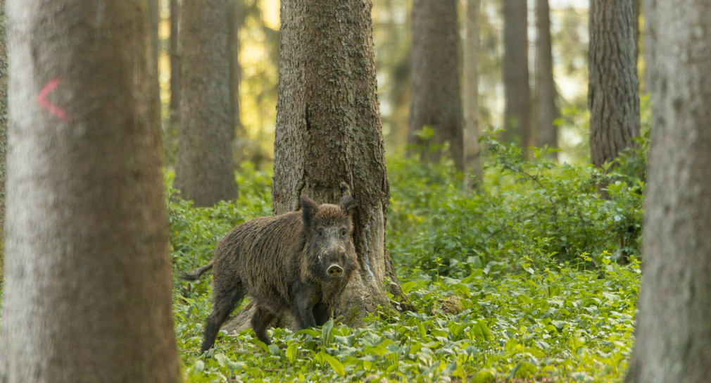 Wildschwein im Wald