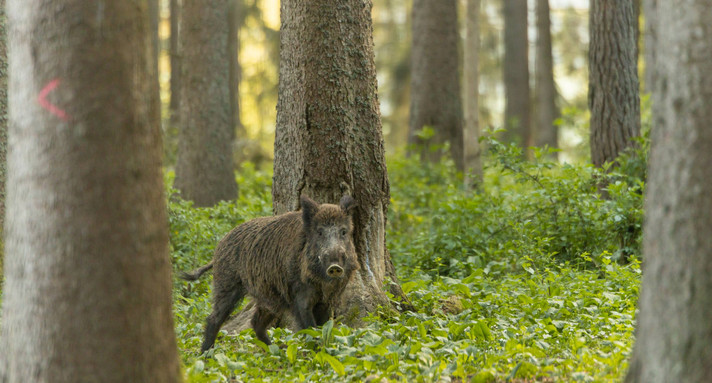 Wildschwein im Wald