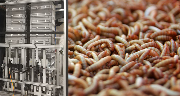 links: Prototyp des Versorgungsportals vom Gesamtsystem; rechts: Mehlwürmer