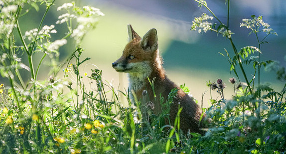 Fuchs