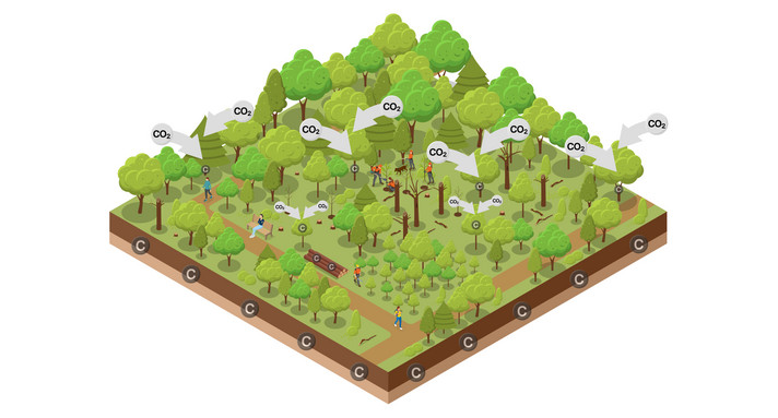 LULUCF-Sektor Wald als Klimaschützer
