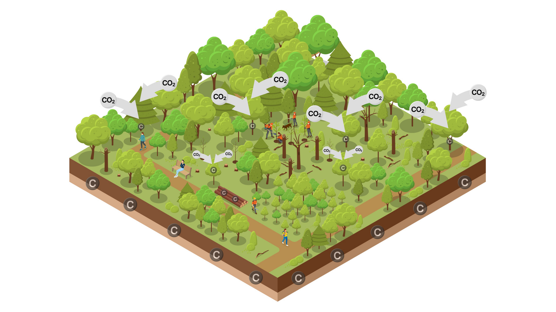 Landwirtschaft und Wald im Klimaschutzsystem: Nachhaltige Waldbewirtschaftung