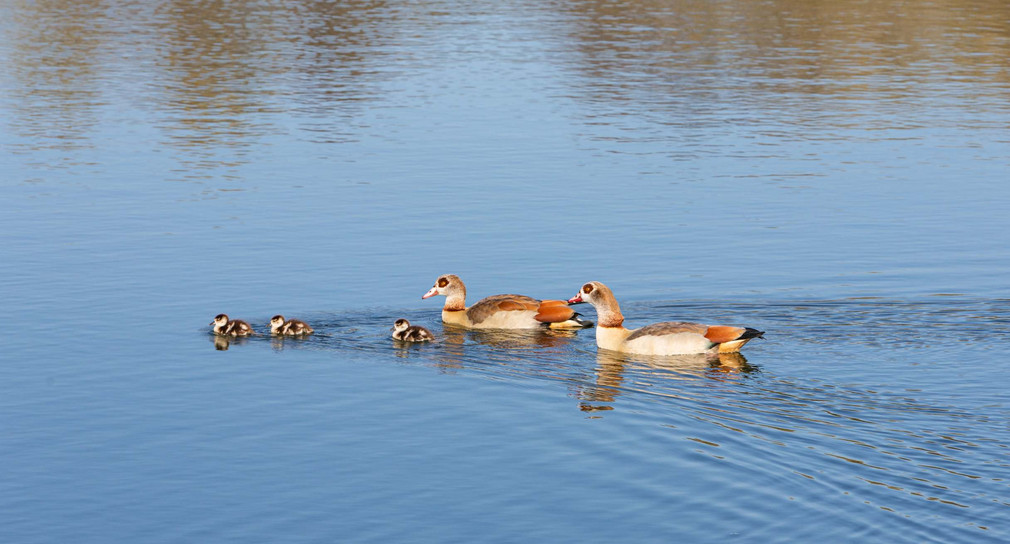 Nilgänse auf dem Wasser