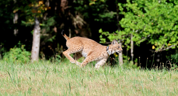 Zwei weitere Luchse im Schwarzwald ausgewildert