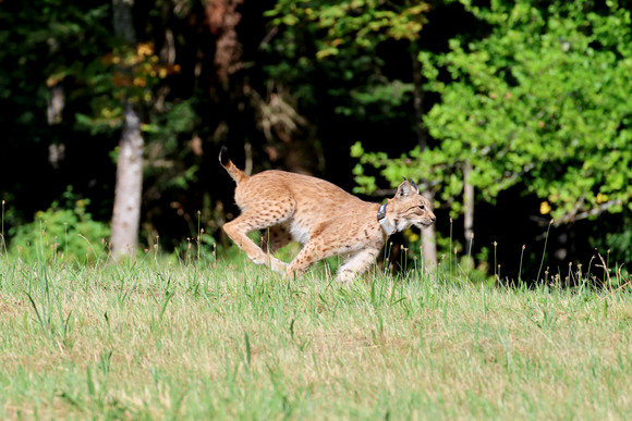 Zwei weitere Luchse im Schwarzwald ausgewildert