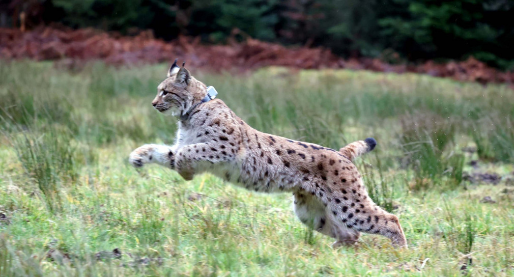 Forst Dritter Luchs in Baden-Württemberg ausgewildert