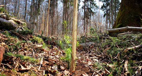 Waldboden mit Jungpflanze Douglasie