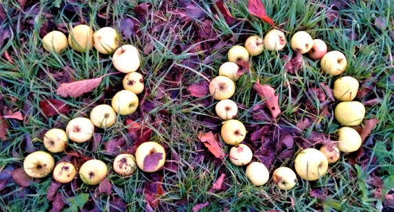 Hochstamm Deutschland e. V.