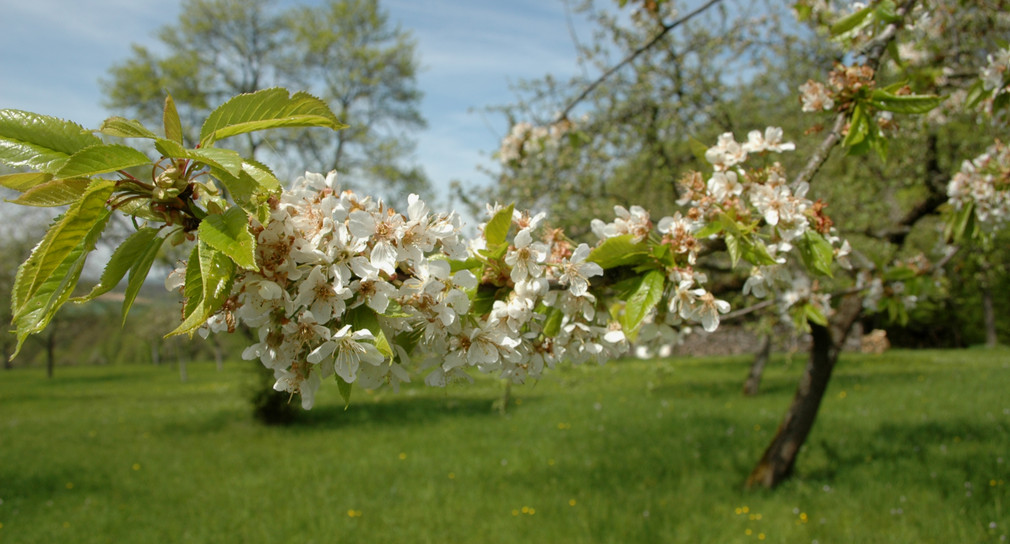 Blühende Kirschblüten auf einer Wiese. (Bild: Ministerium für Ländlichen Raum und Verbraucherschutz)