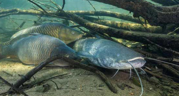 Fische im Bodensee