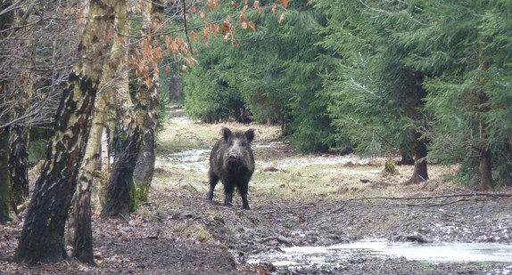 Wildschwein im Wald