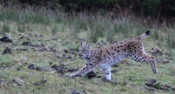 Luchs Reinhold