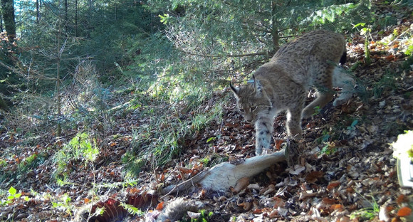 Luchs Verena