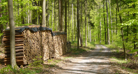 Waldweg Holzstapel
