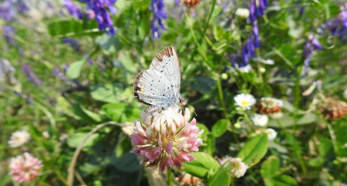 Wildpflanzensaatgut