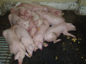 Übereinanderliegen der Tiere