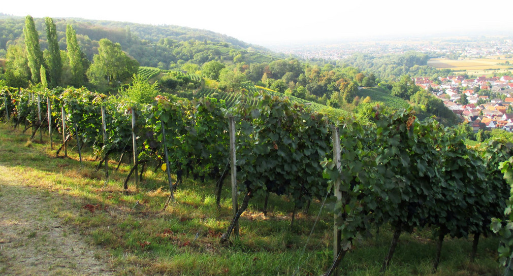 Laudenbach (Obere Hassel)