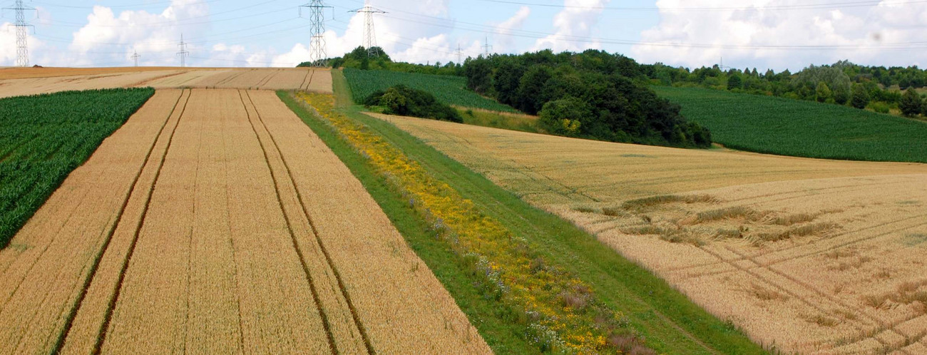 mehrjährige Blühstreifen